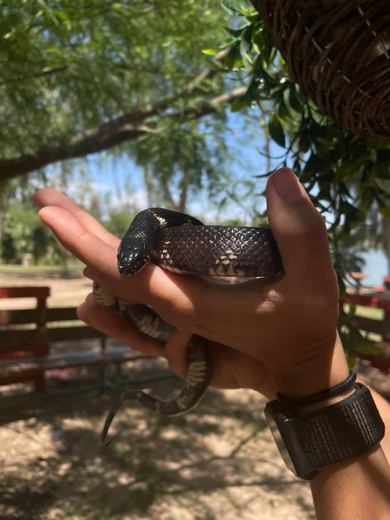 BOSQUE DE LA CIUDAD RECIBE A UNA NUEVA SERPIENTE “REY CALIFORNIA”